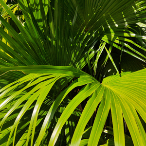 工本口子库免费漫画版下拉式
